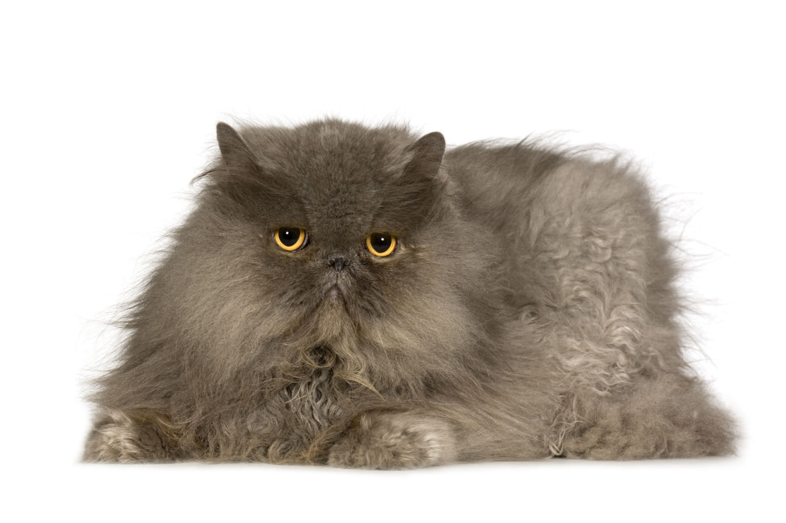 Persiano