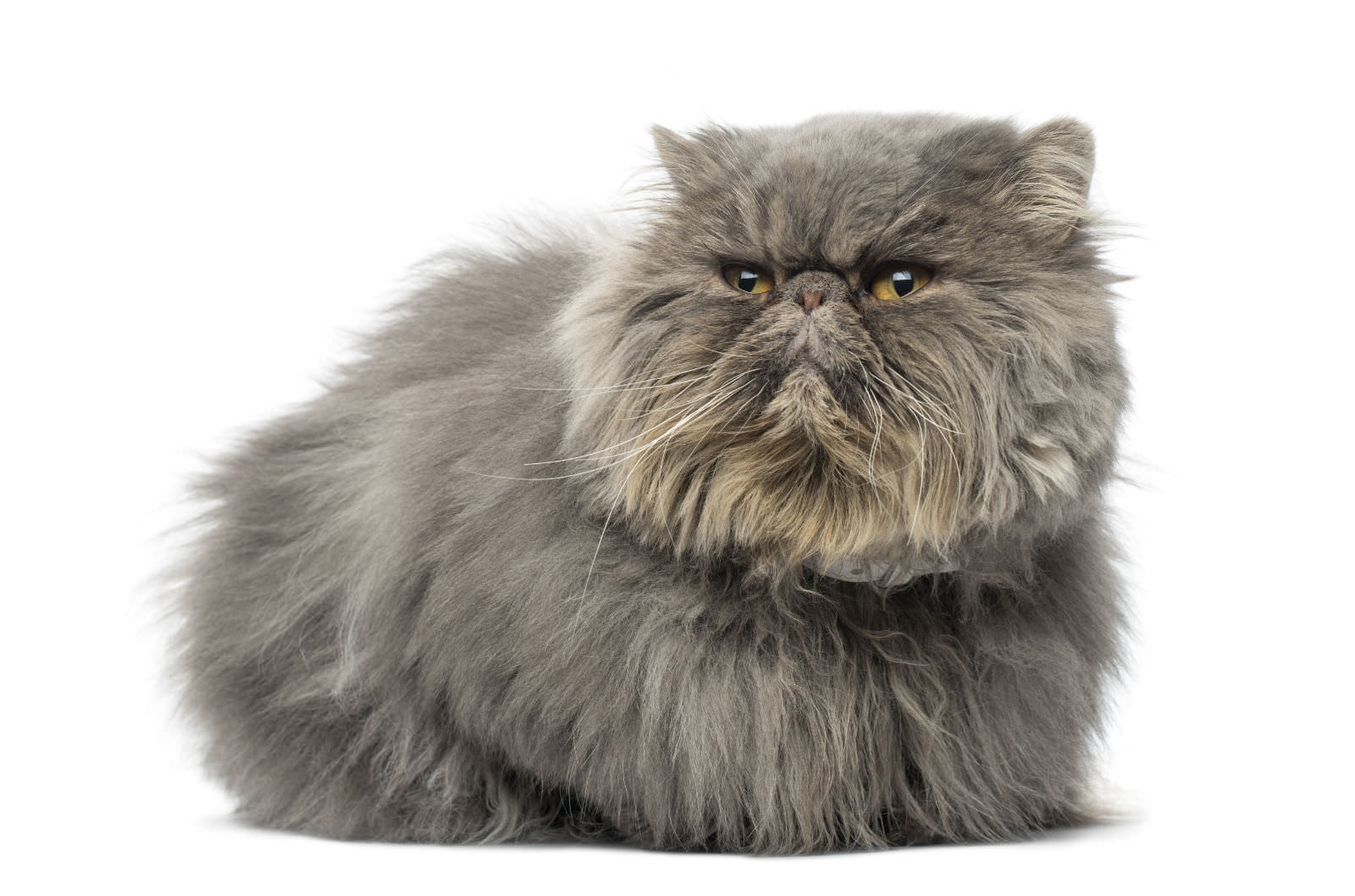 Persiano