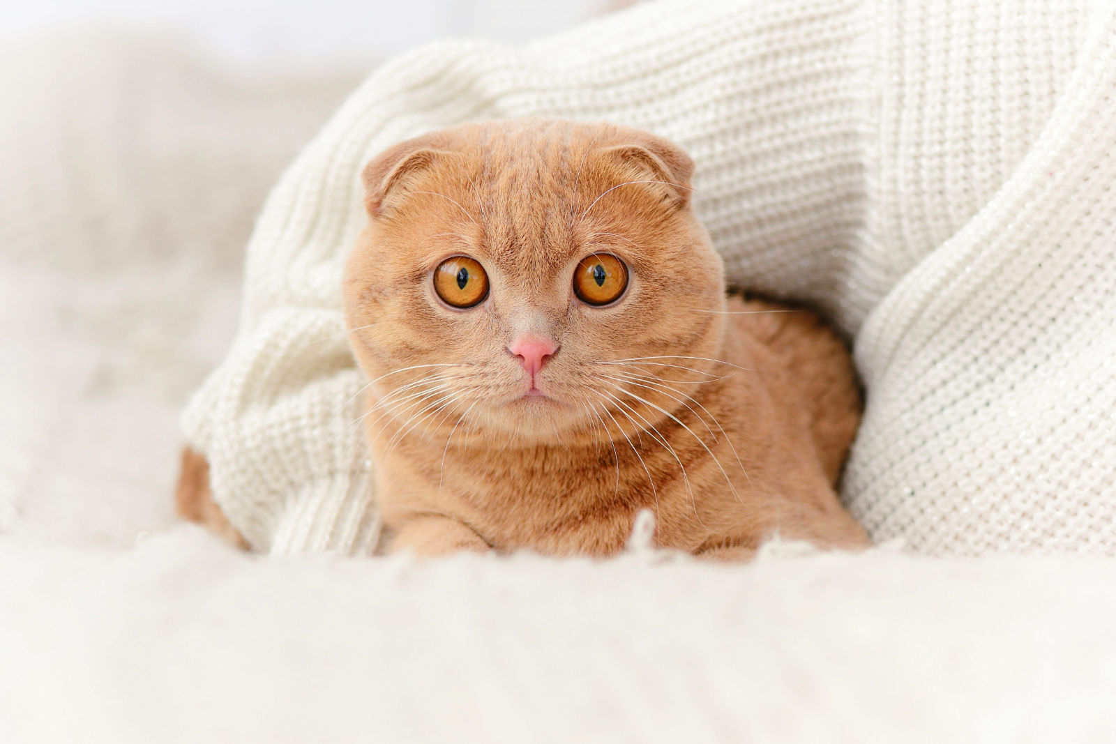 Scottish Fold