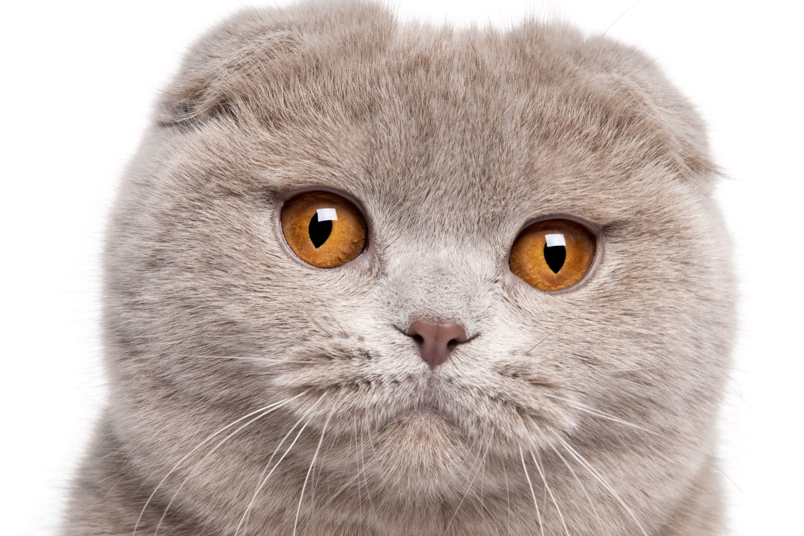 Scottish Fold