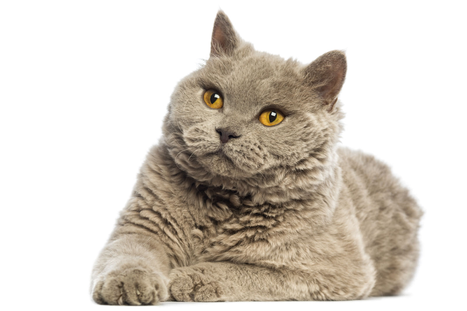 Selkirk Rex