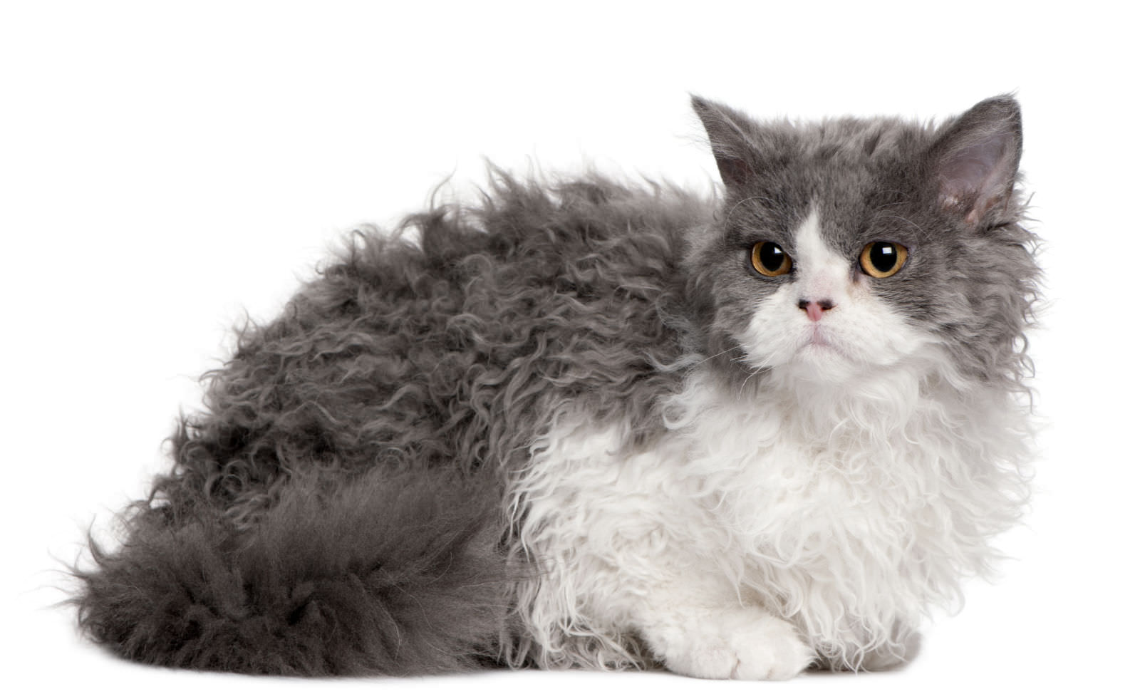 Selkirk Rex
