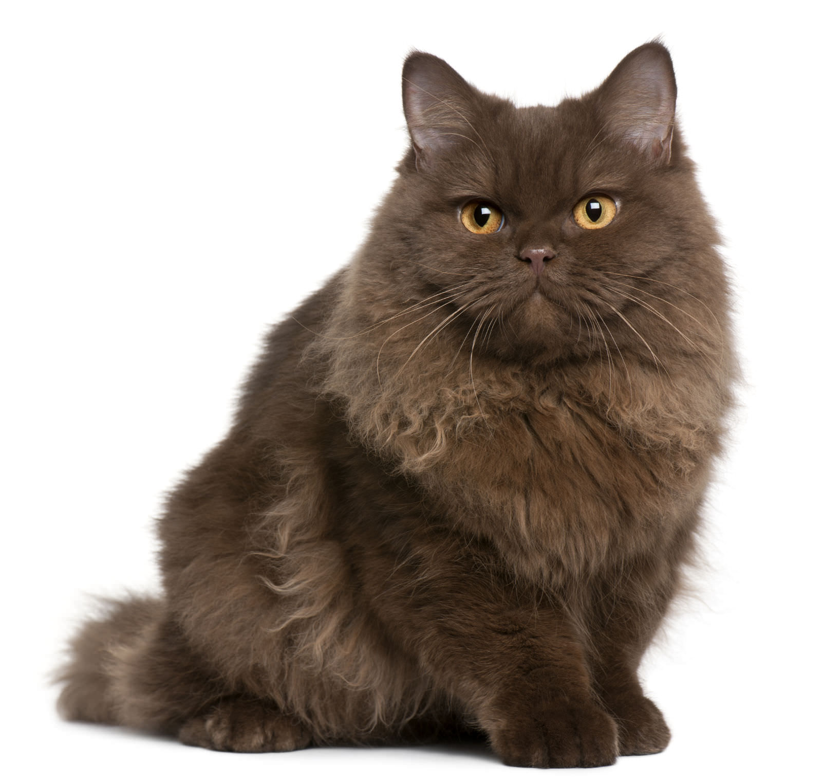 Selkirk Rex