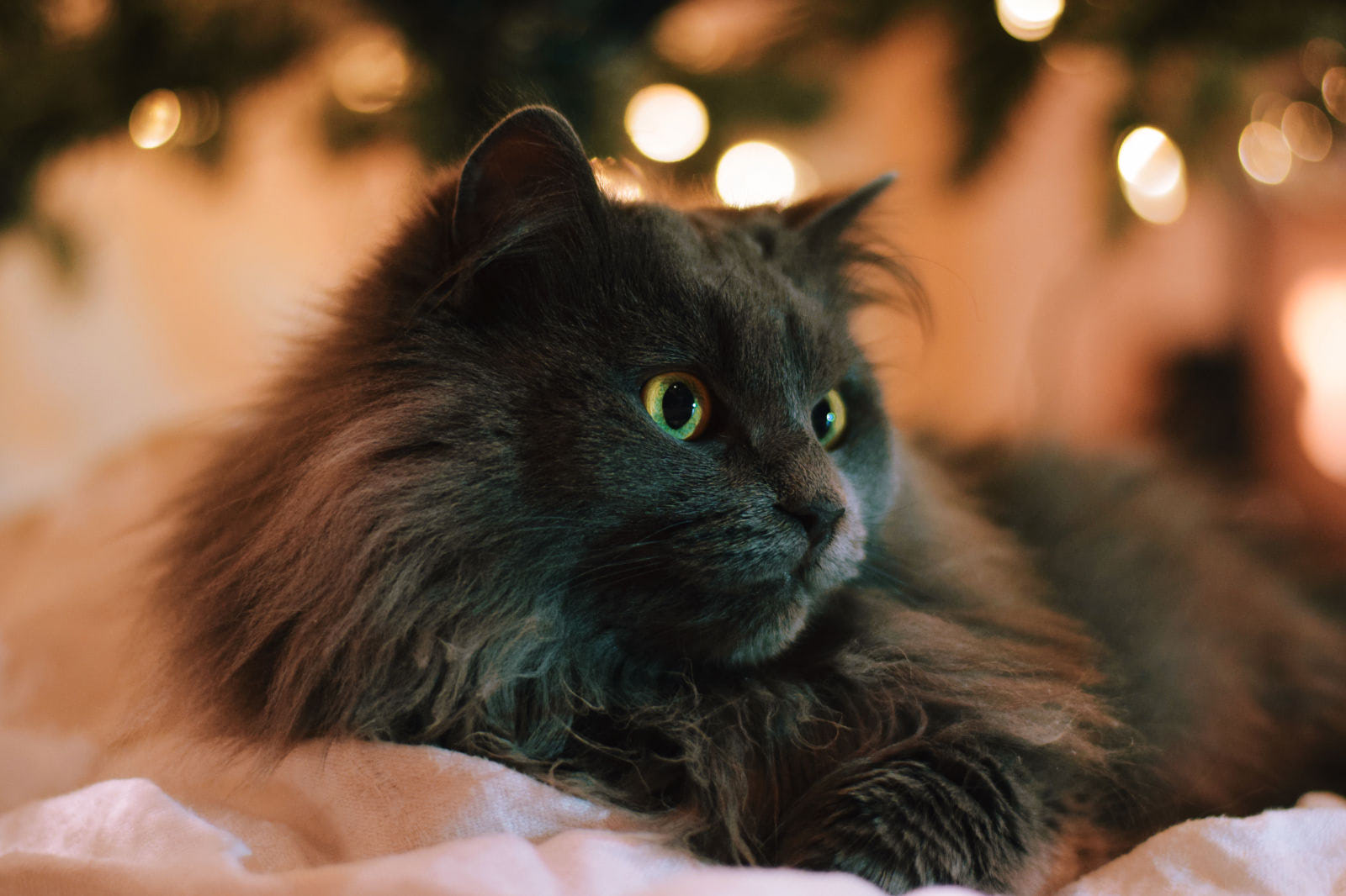 gatto Chantilly-Tiffany