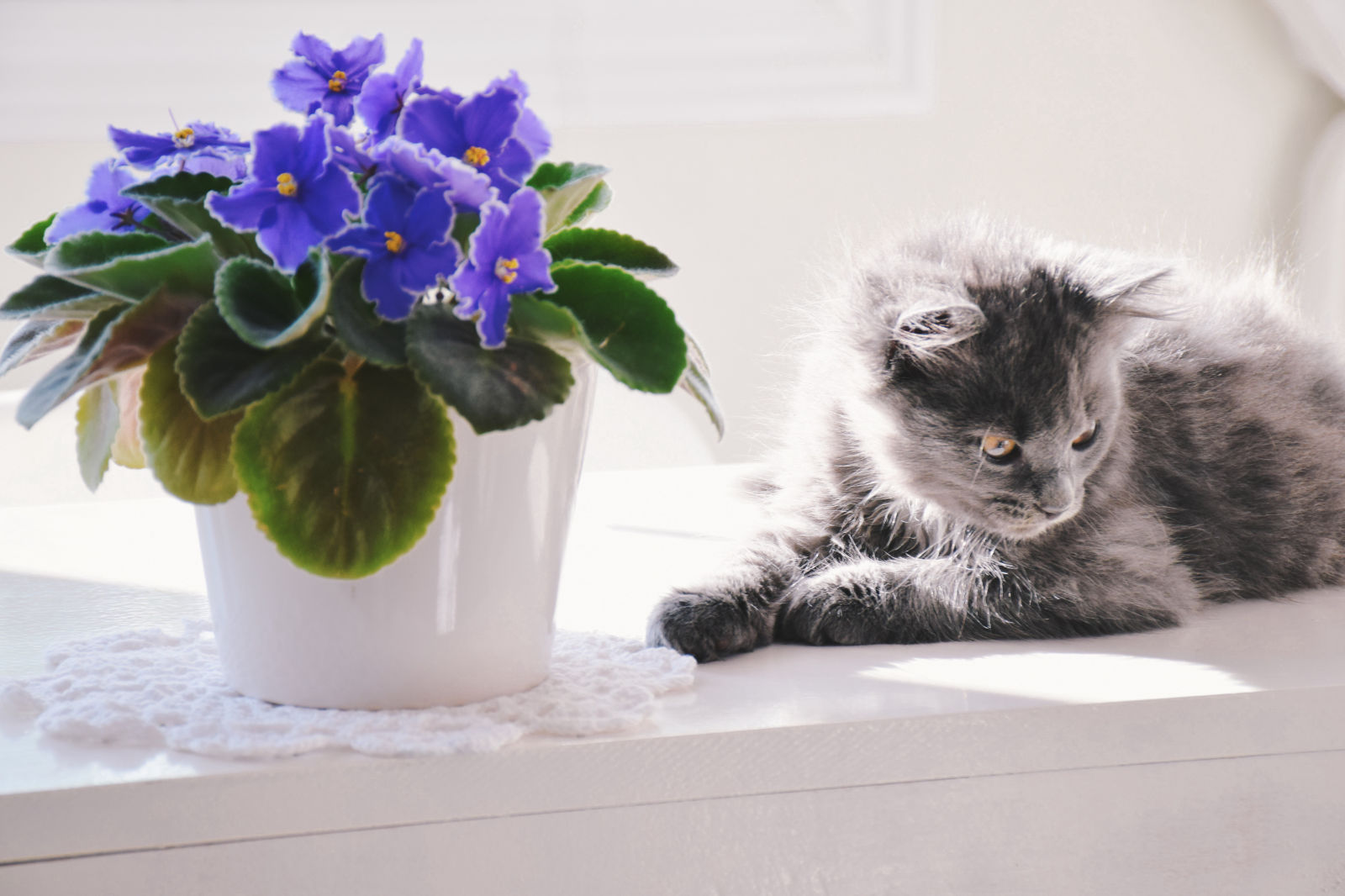 gatto Chantilly-Tiffany