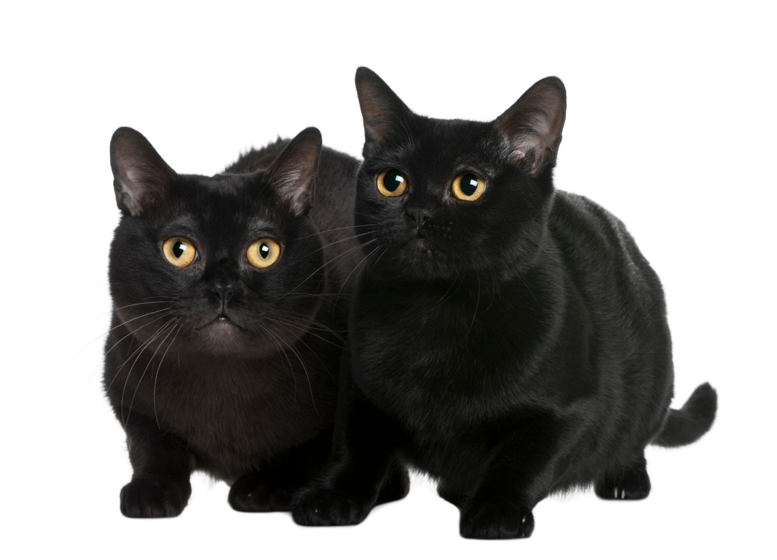 gatto Bombay nero