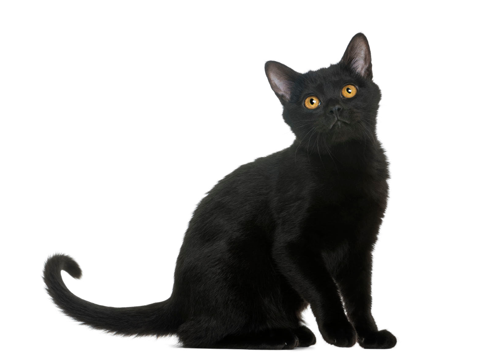 gatto Bombay