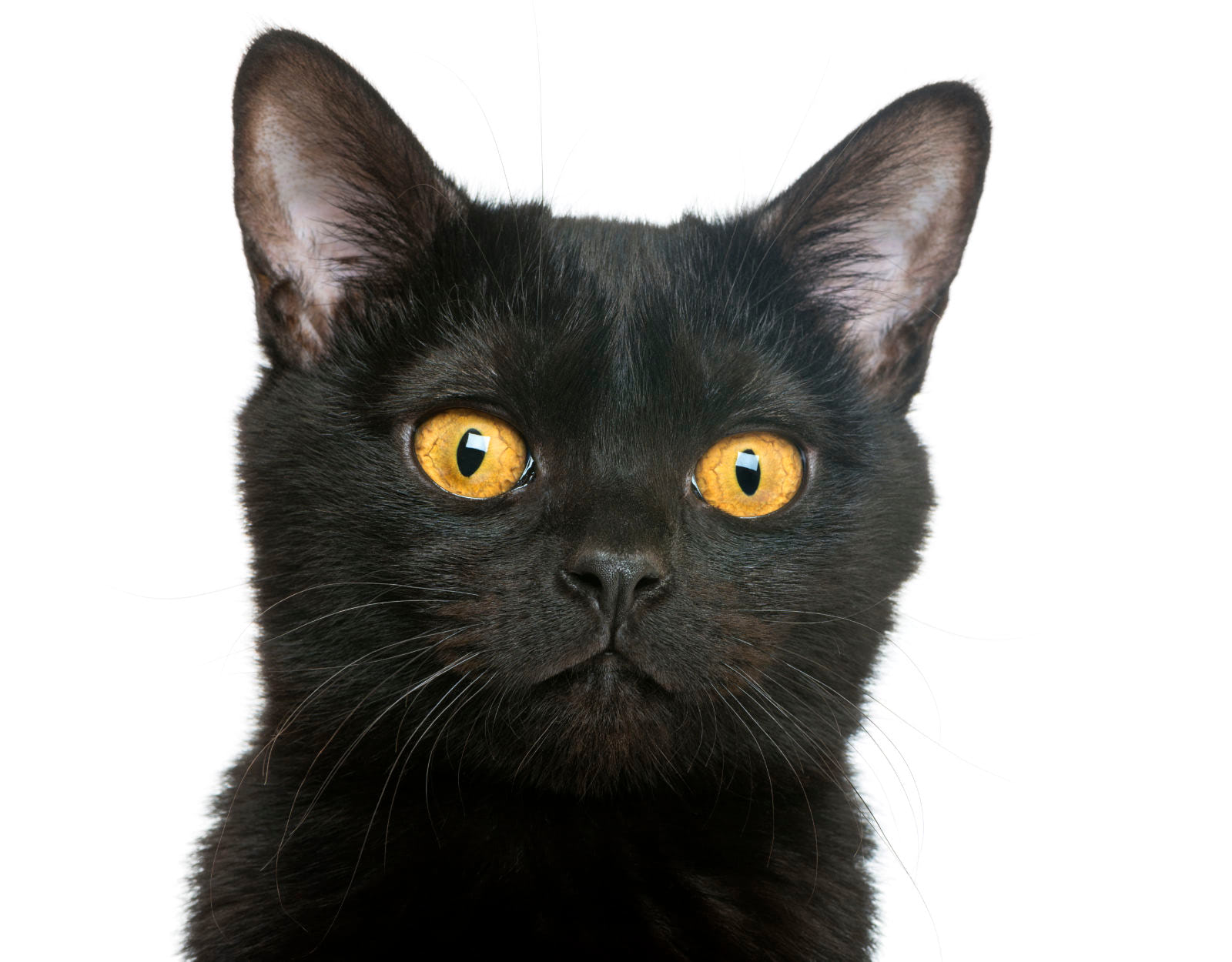 gatto Bombay
