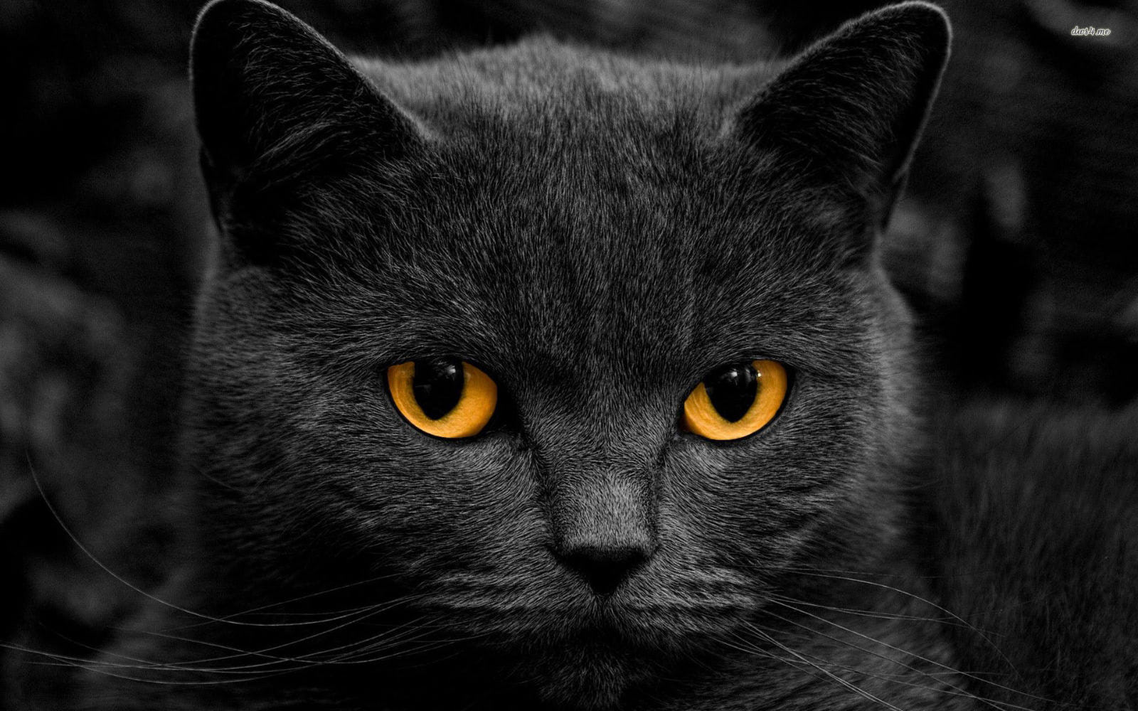 gatto nero di Russia
