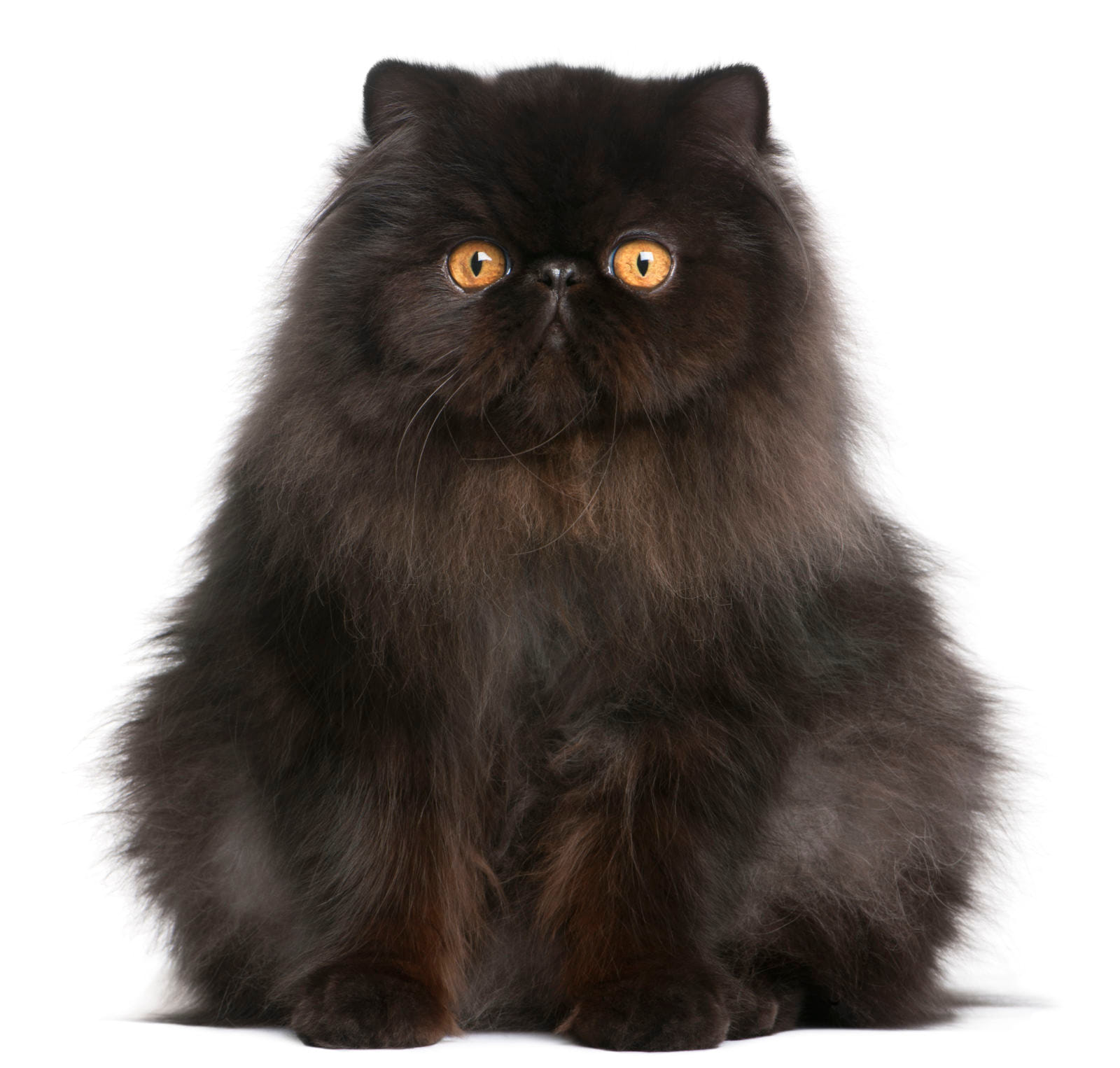 gatto Persiano nero