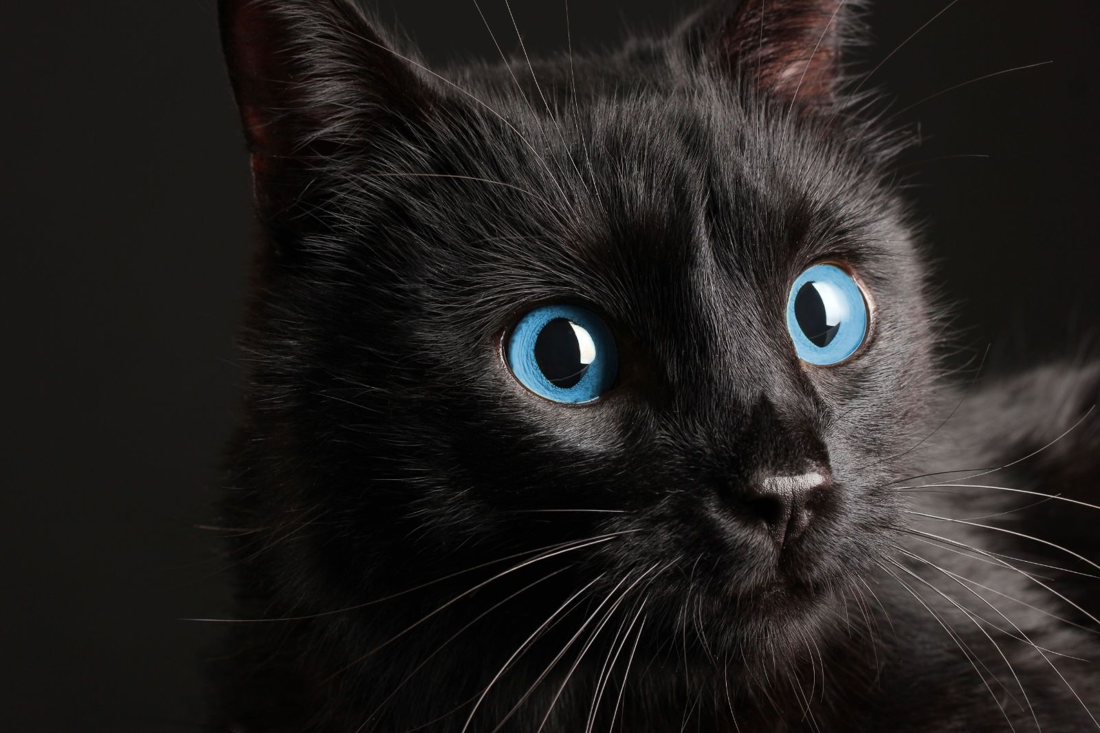 gatto ojosa azules