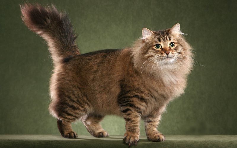 Gatto delle Foreste Siberiane