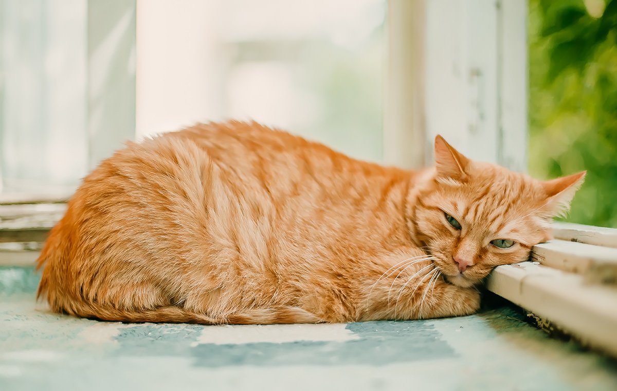 sintomi della leishmaniosi nei gatti