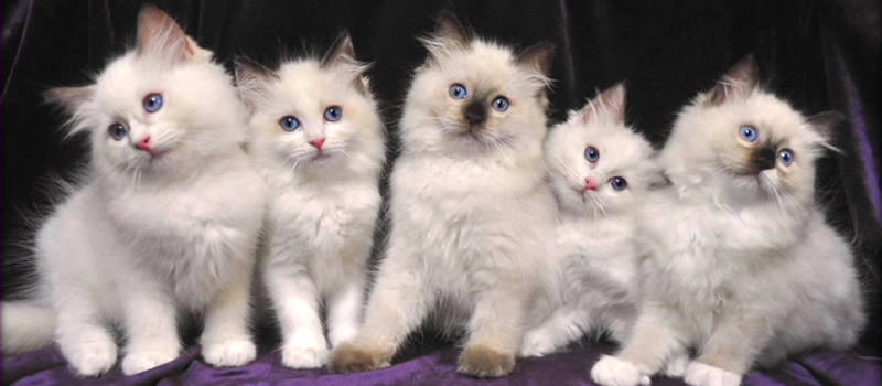 Gatto Ragdoll