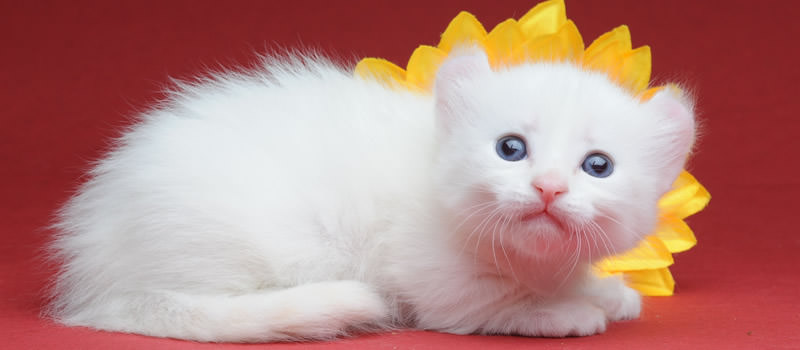 Gatti Nani Ecco 5 Gatti Che Rimangono Piccoli Blog Gatti Petyoo