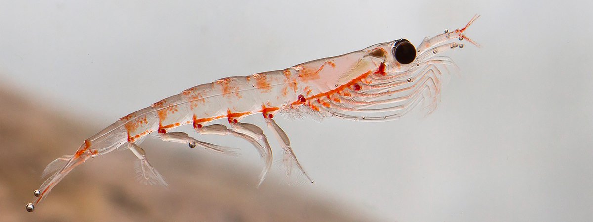 Dosaggio dell'olio di krill