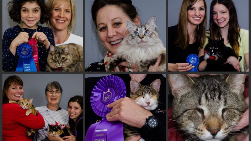 Average Joe Cat Show ad Arlington