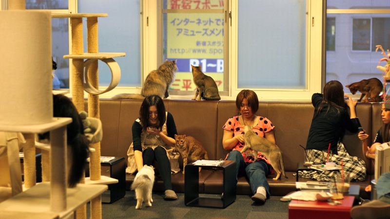 Cat Cafe del Giappone