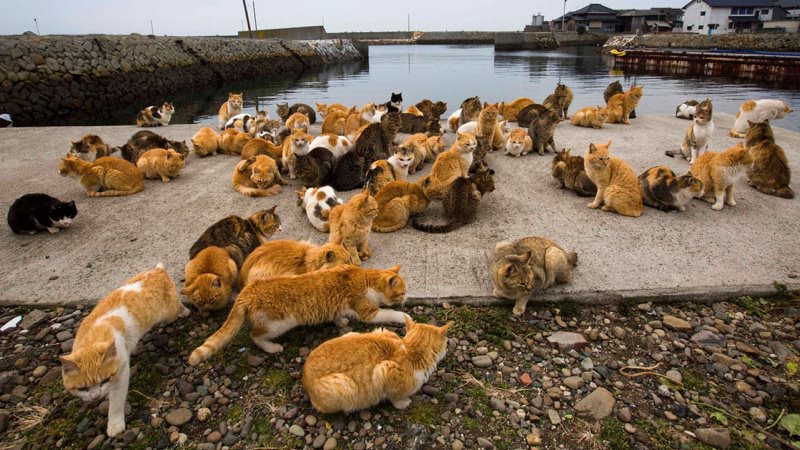 Isola dei Gatti a Tashirojima in Giappone