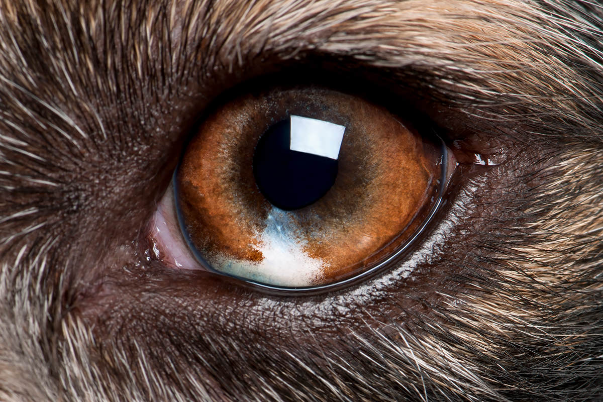 Le cause dei problemi agli occhi nei cani