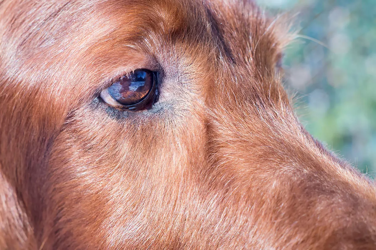 Köpek gözü enfeksiyonlarını yönetin