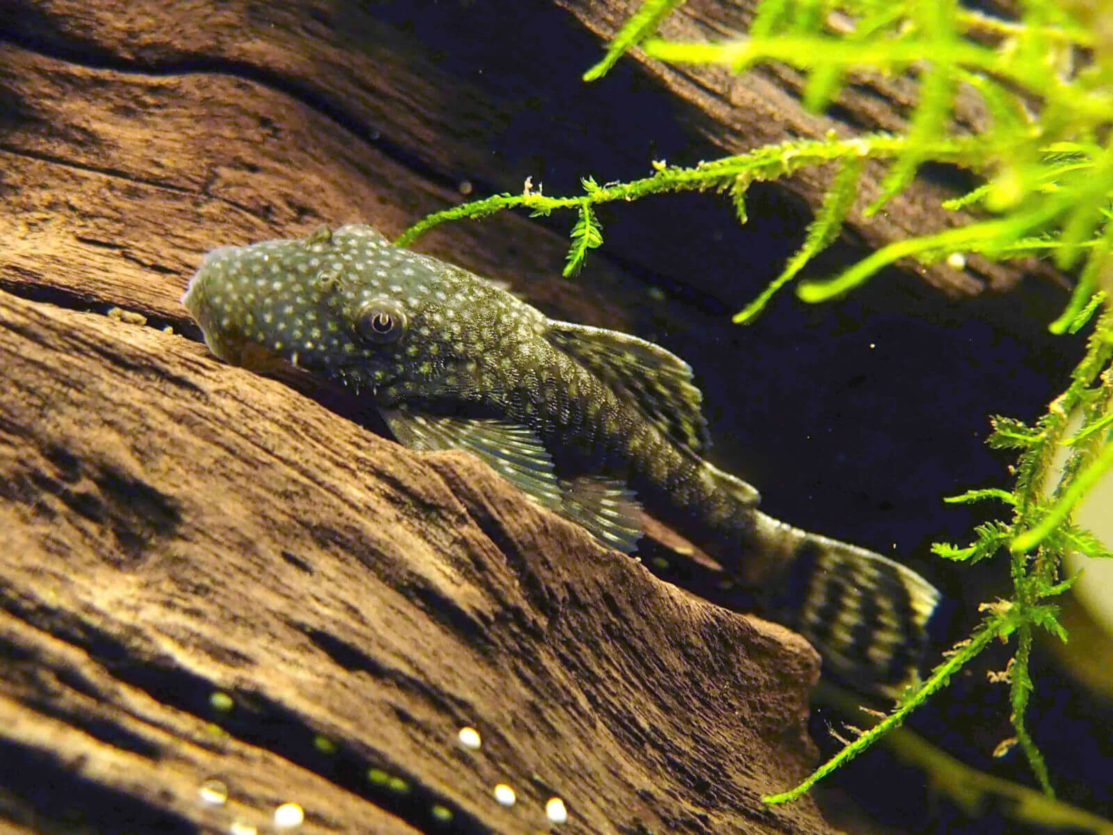 ancistrus cirrhosus