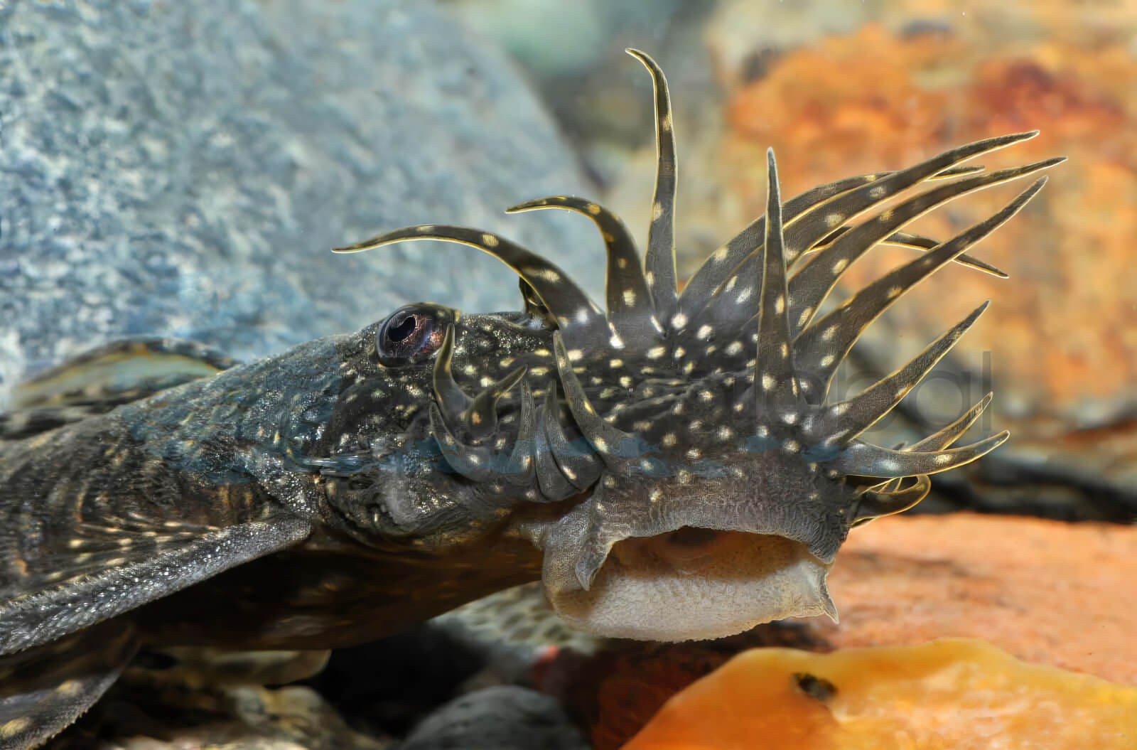 ancistrus
