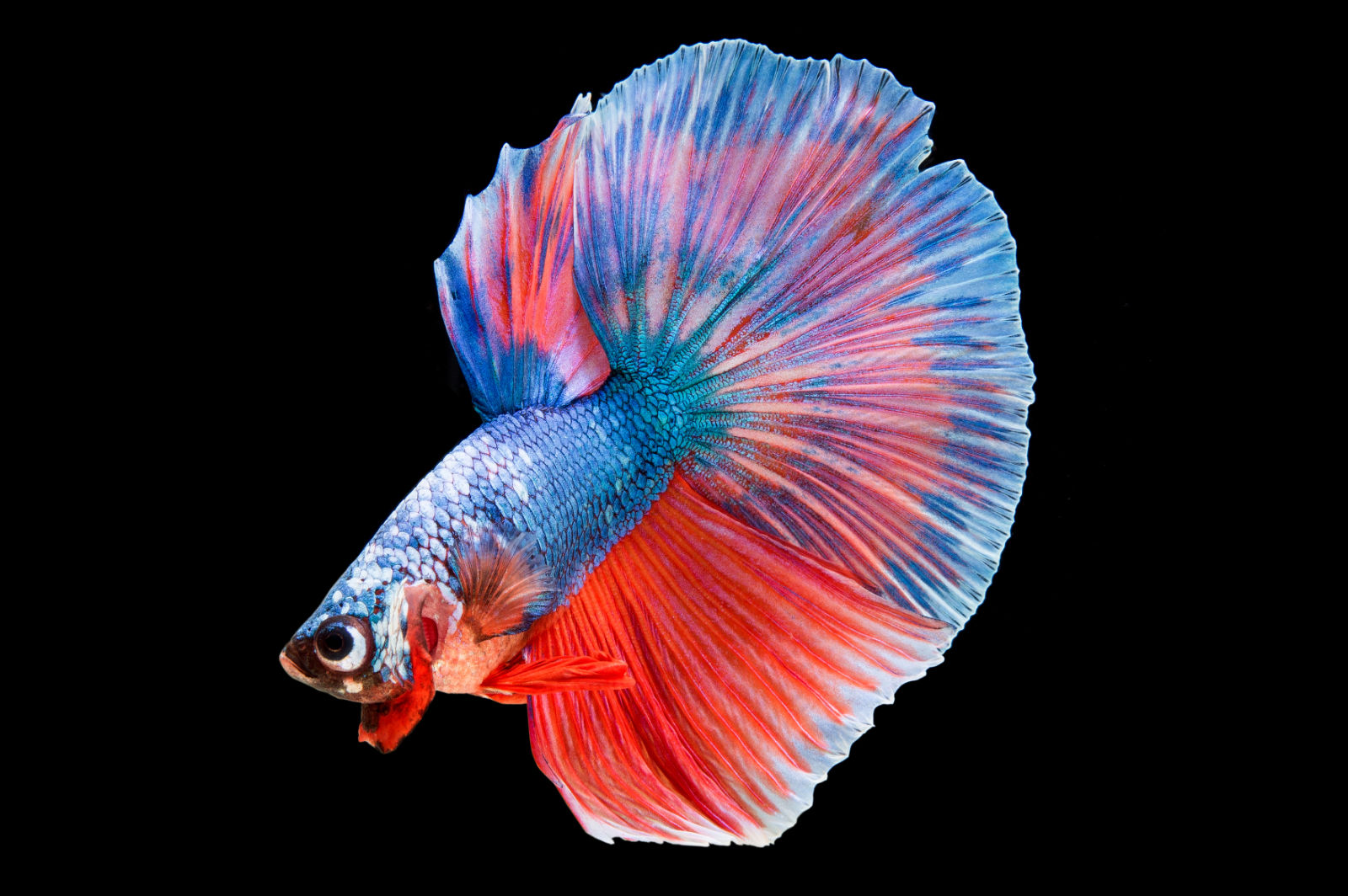 Pesce combattente (Betta splendens) - blu e rosso