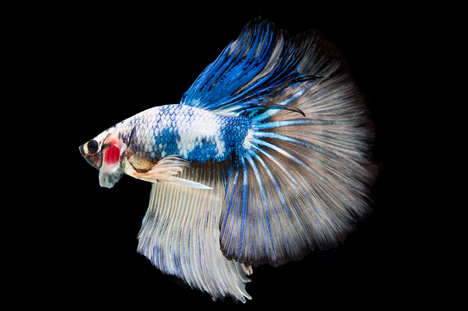 Pesce combattente (Betta splendens) - Blu e Bianco