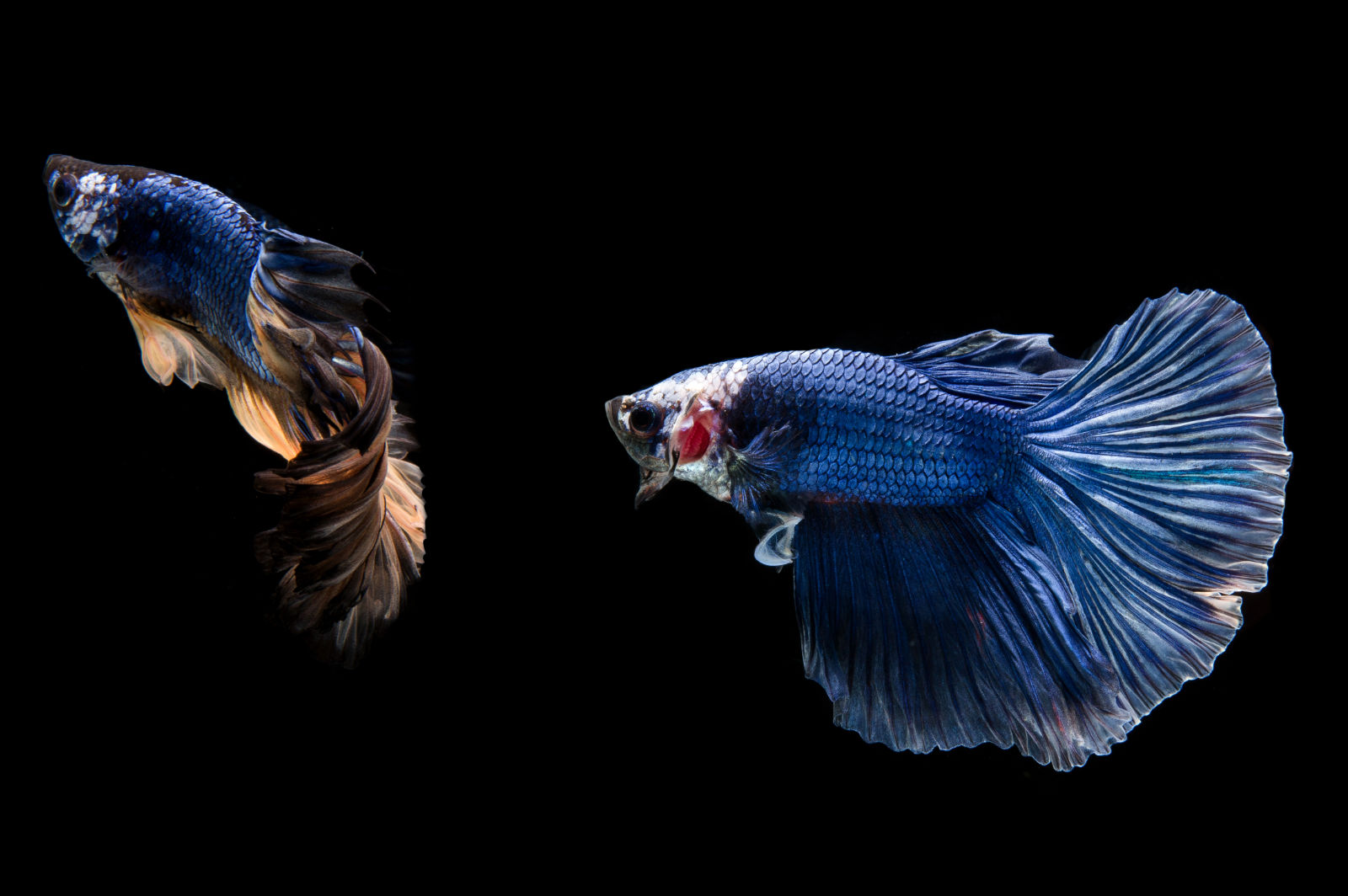 Pesce combattente (Betta splendens) - Due pesci blu