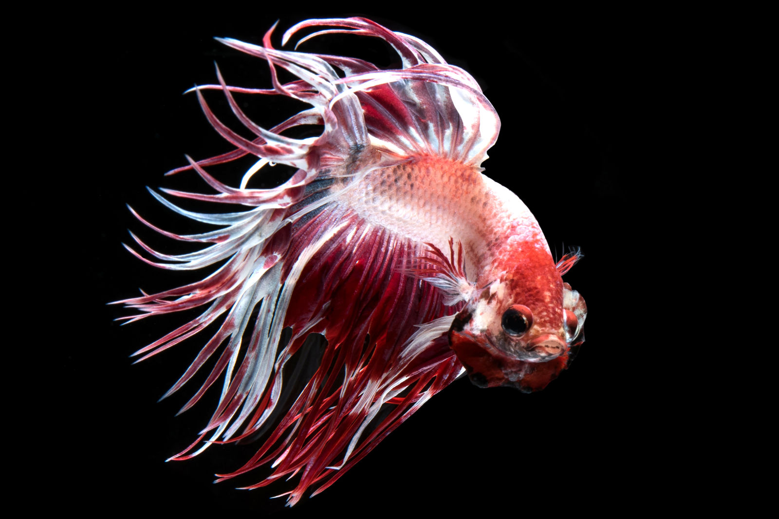 Pesce combattente (Betta splendens) - Rosso e bianco