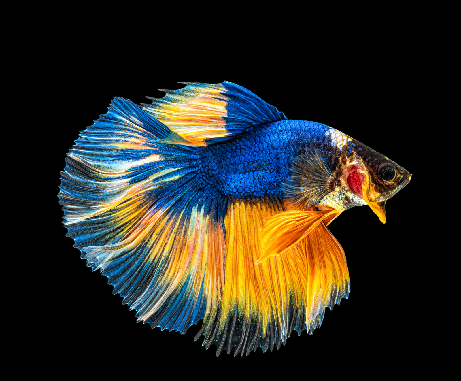 Pesce combattente (Betta splendens) - Blu e Giallo