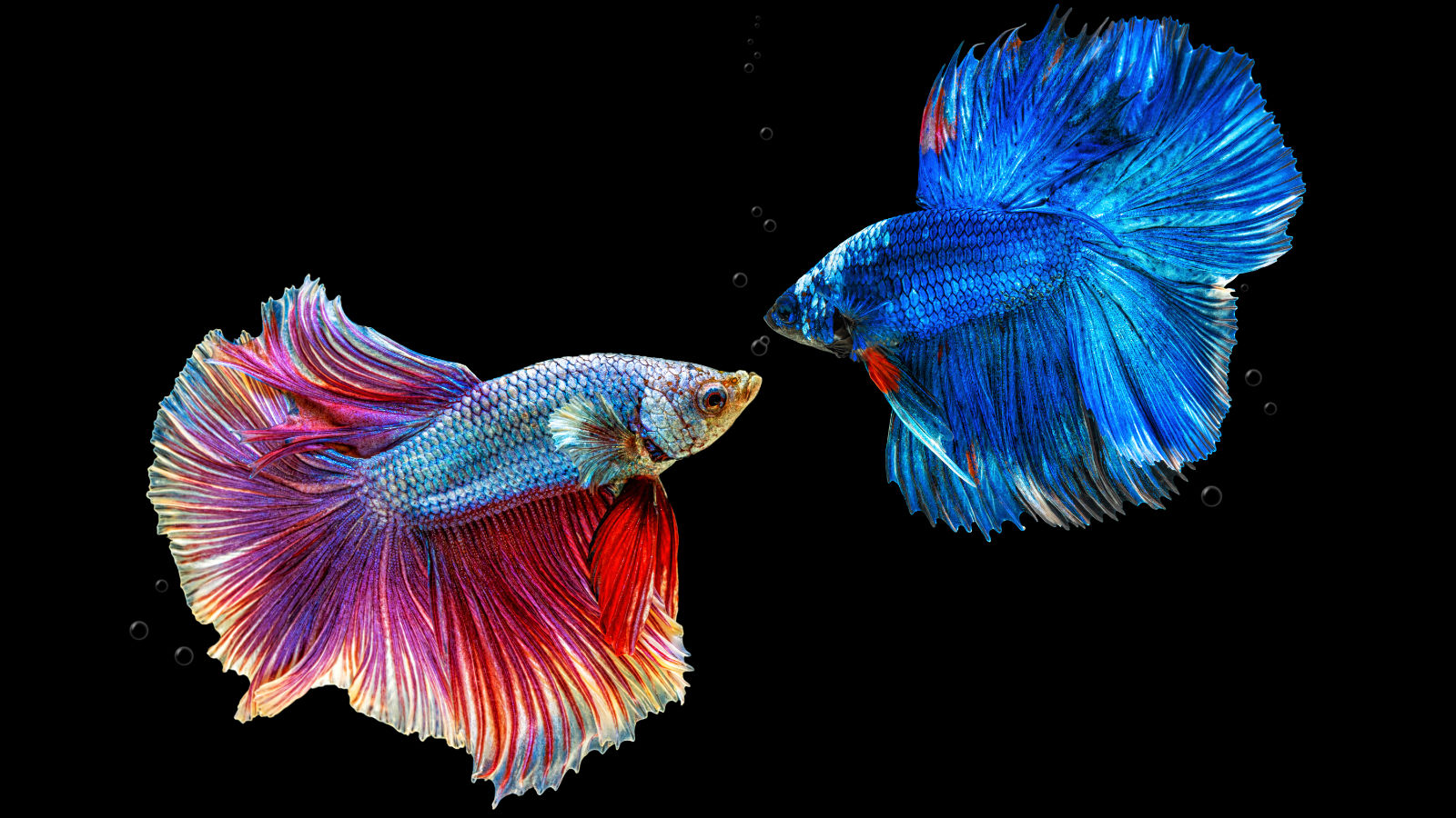 Due pesci combattenti (Betta splendens)