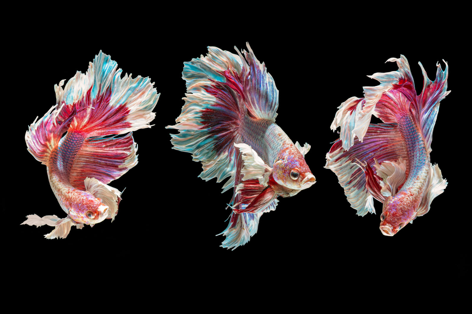 Pesce combattente (Betta splendens) - Tre pesci Bianchi/Rosa/Viola