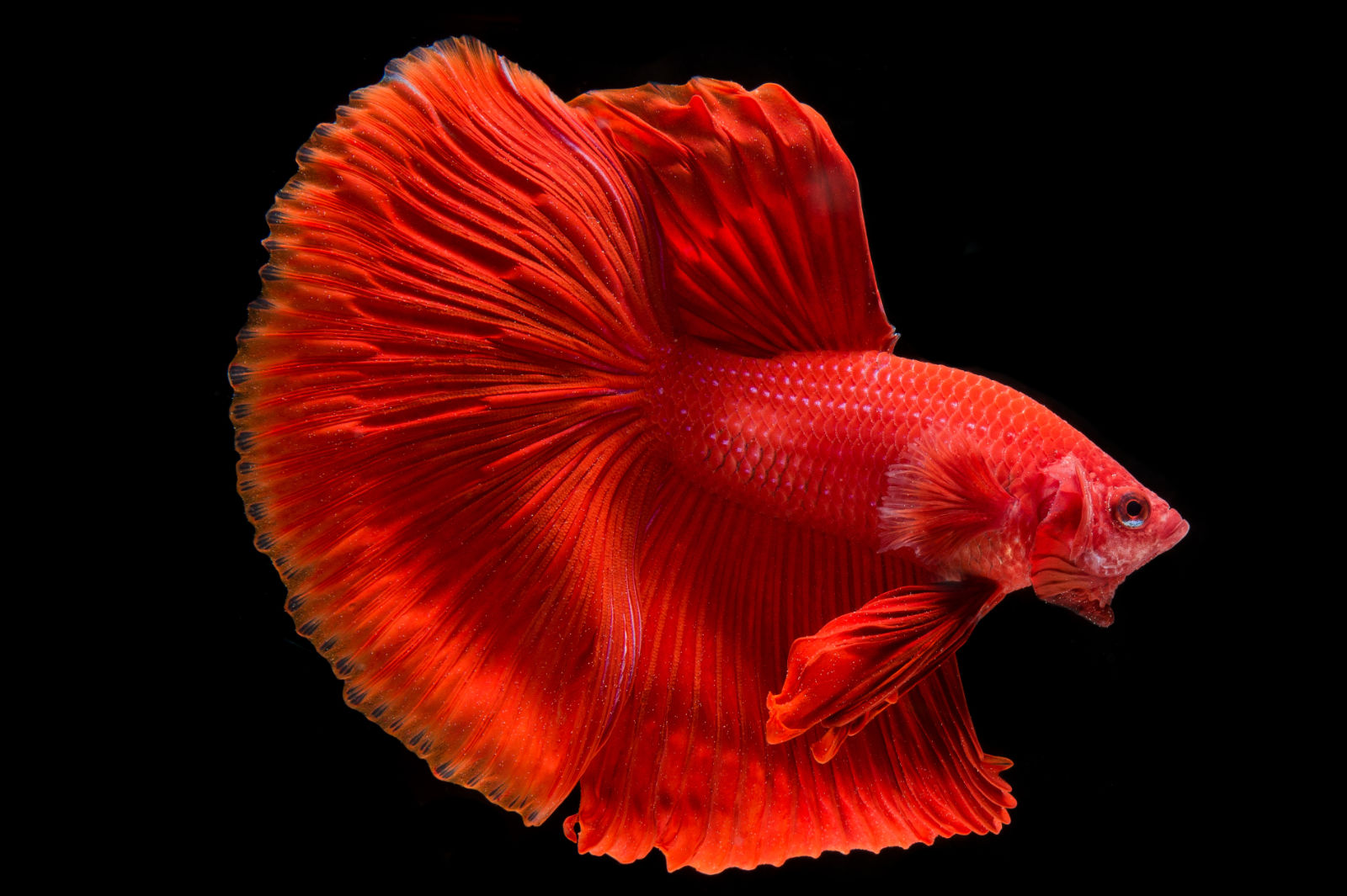 Pesce combattente (Betta splendens) - Colore rosso
