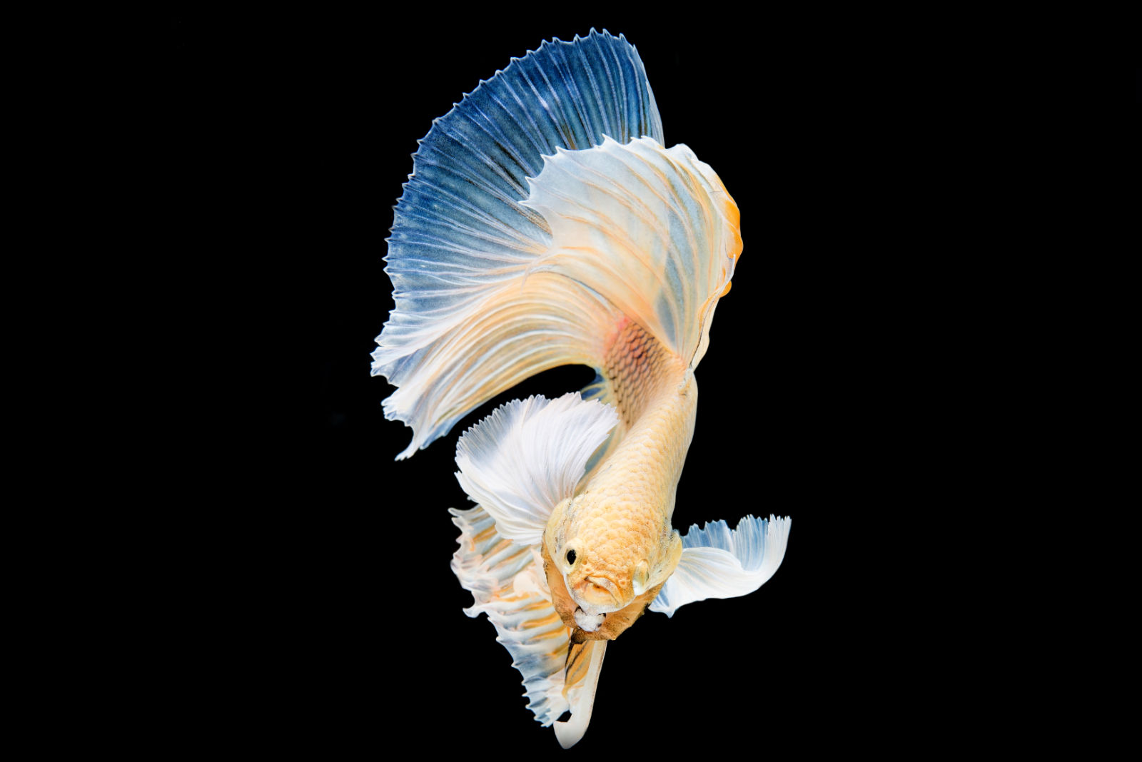 Pesce combattente (Betta splendens) - Bianco