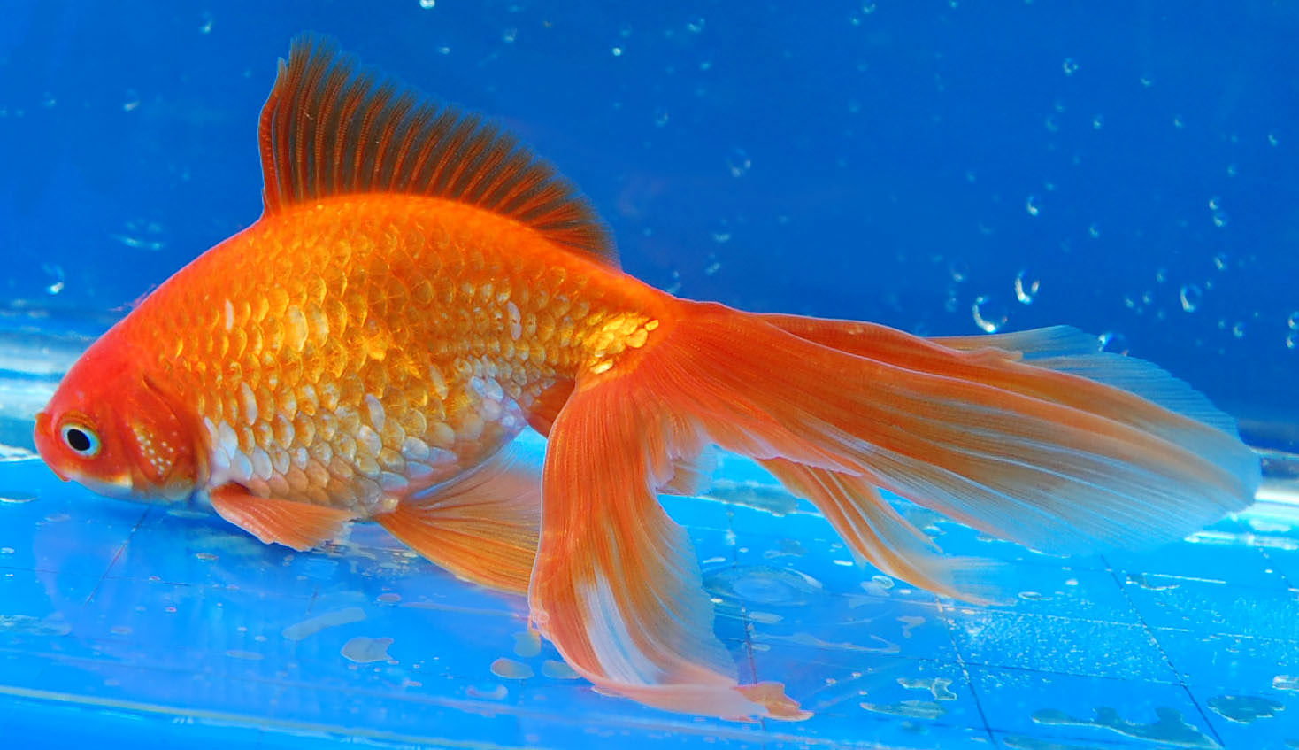 Allevare pesci rossi Fantail