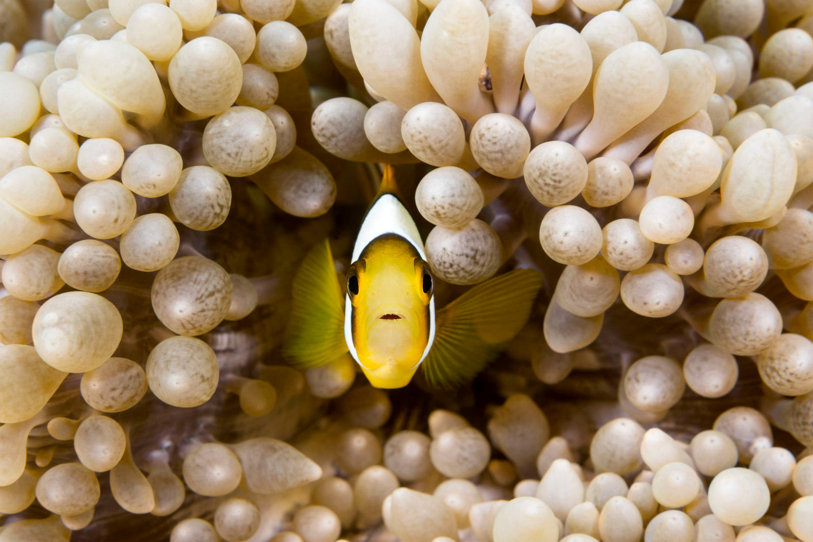 pesce pagliaccio giallo