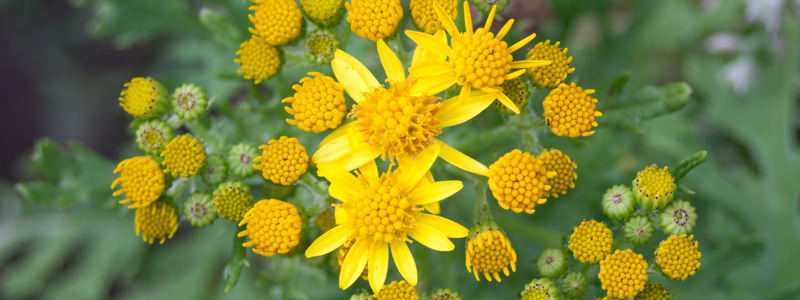 Senecione di San Giacomo