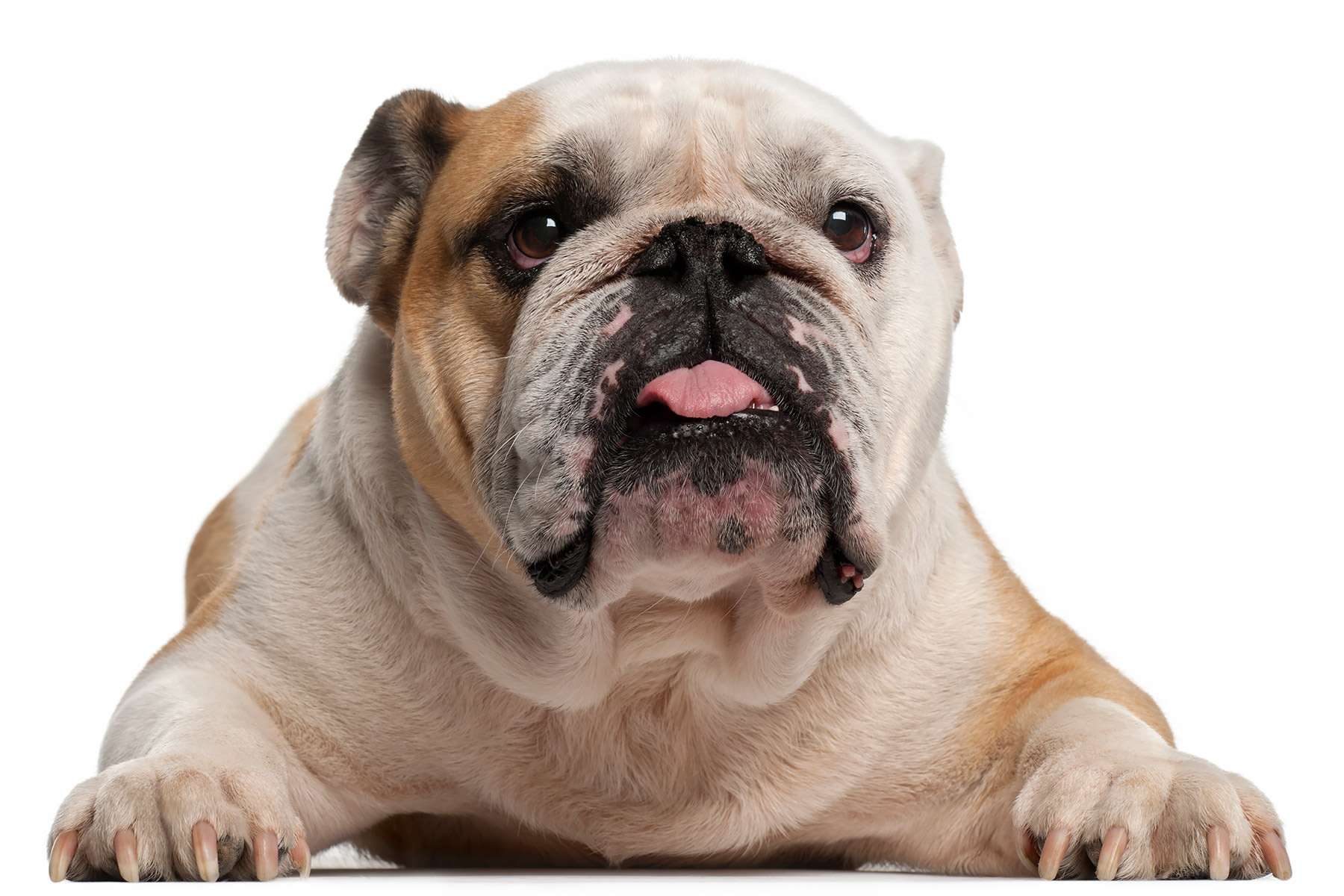 Federa Per Cuscino 50x50 Con Simpatico Bulldog Francese – Double Face, Morbida E Resistente
