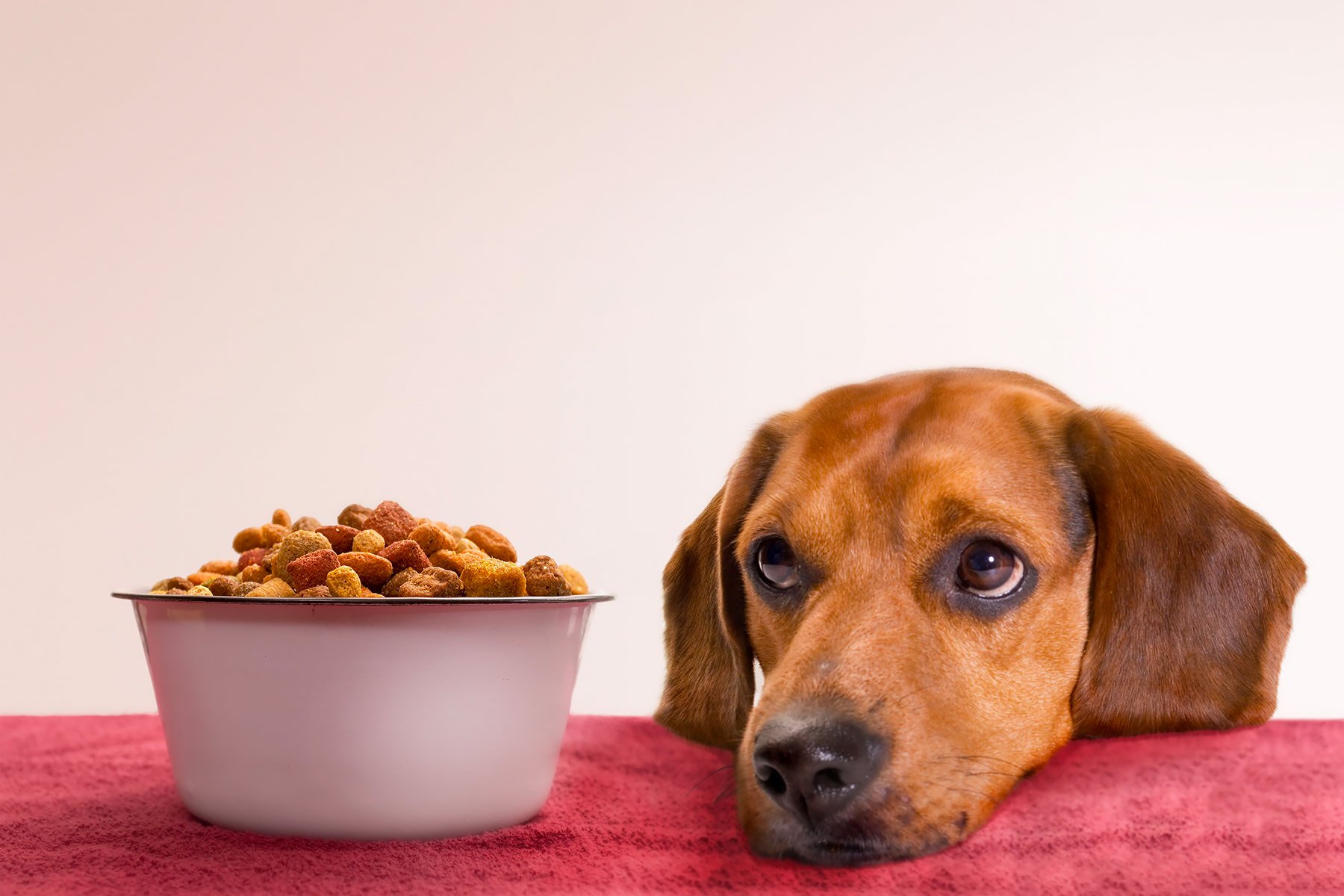Alimentazione del cane: crocchette e cibo industriale