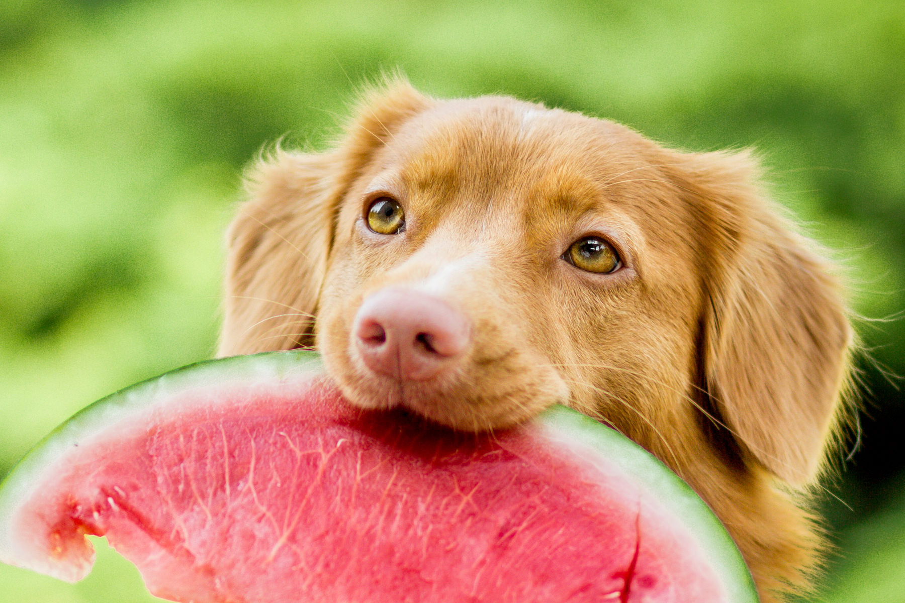 Frutta che i cani possono mangiare
