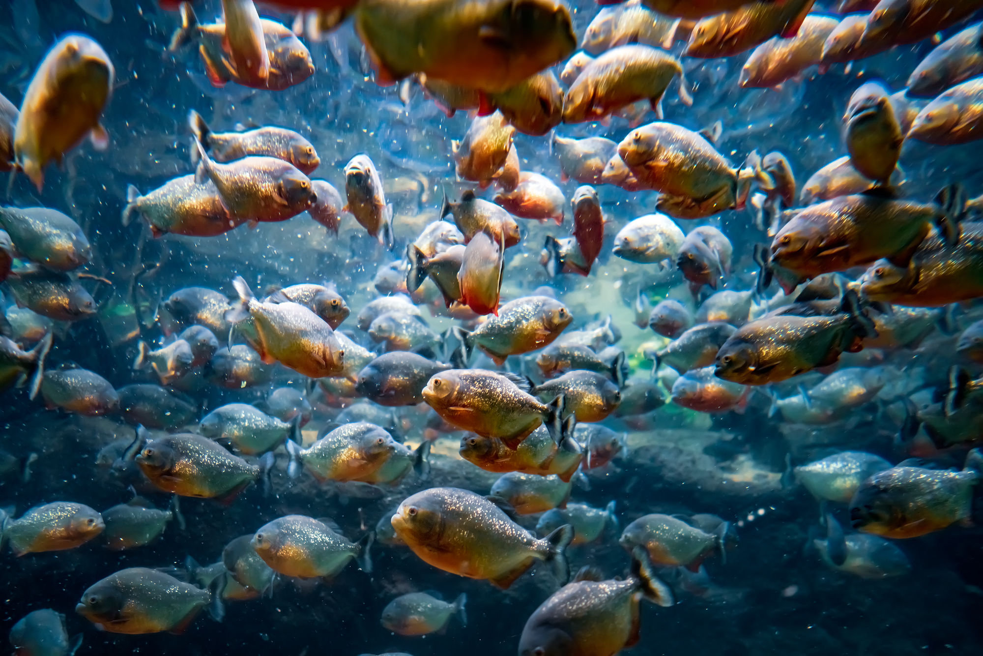 Guida completa ai pesci Piranha: specie, cure e alimentazione