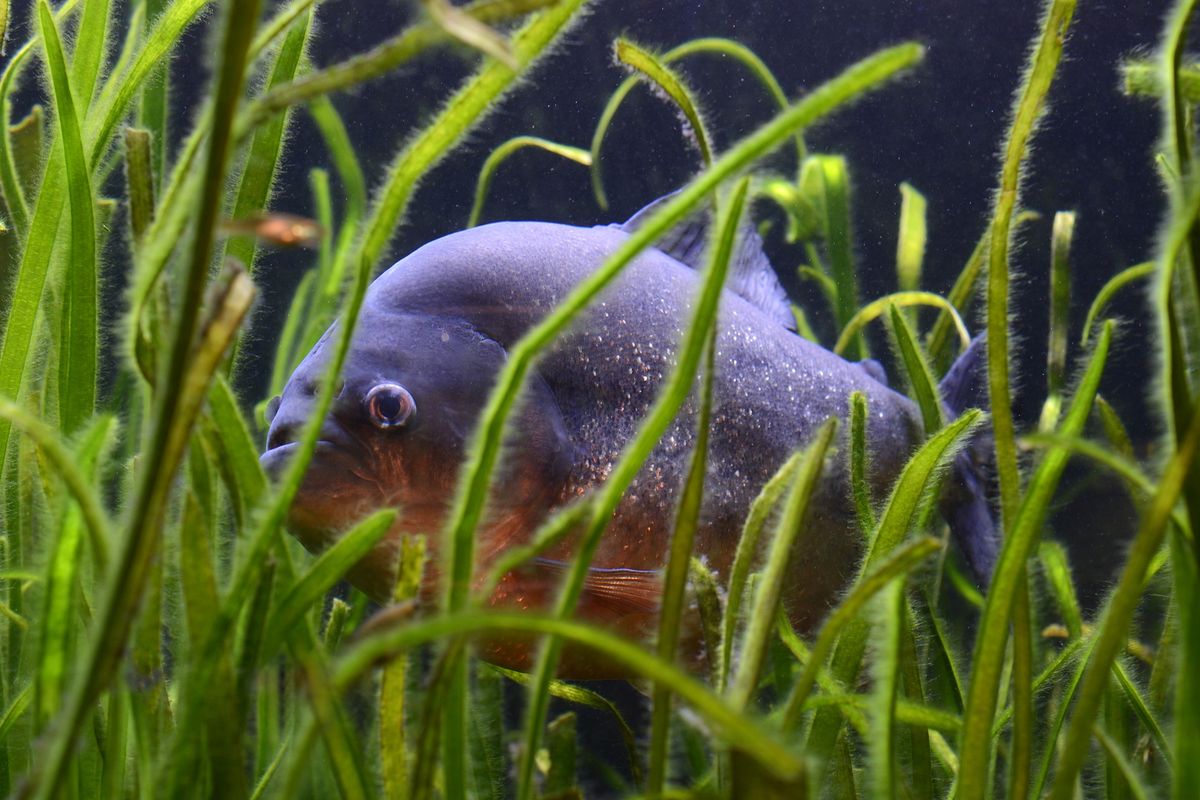 acquario piranha