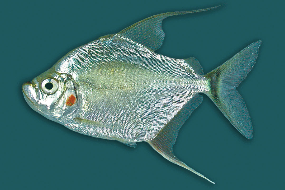 Piranha catoprion