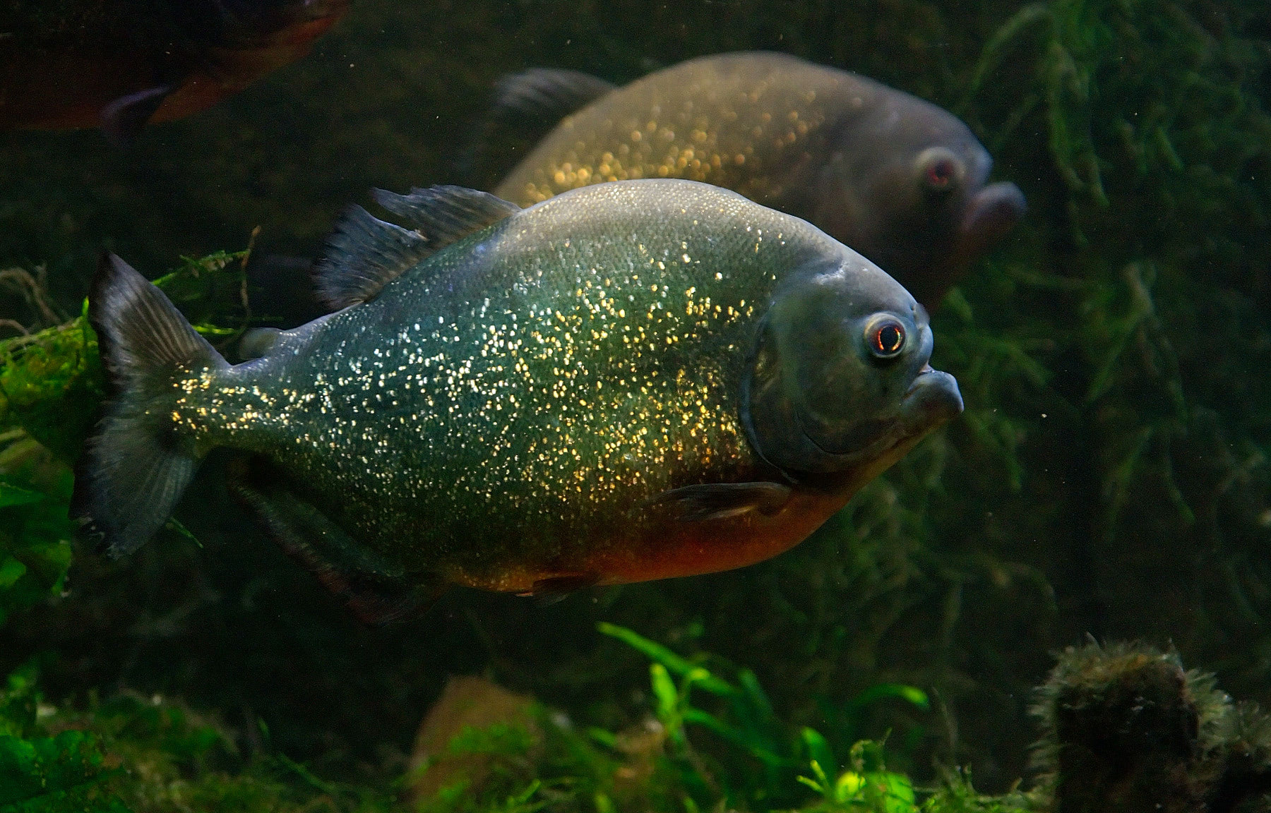 characiformes