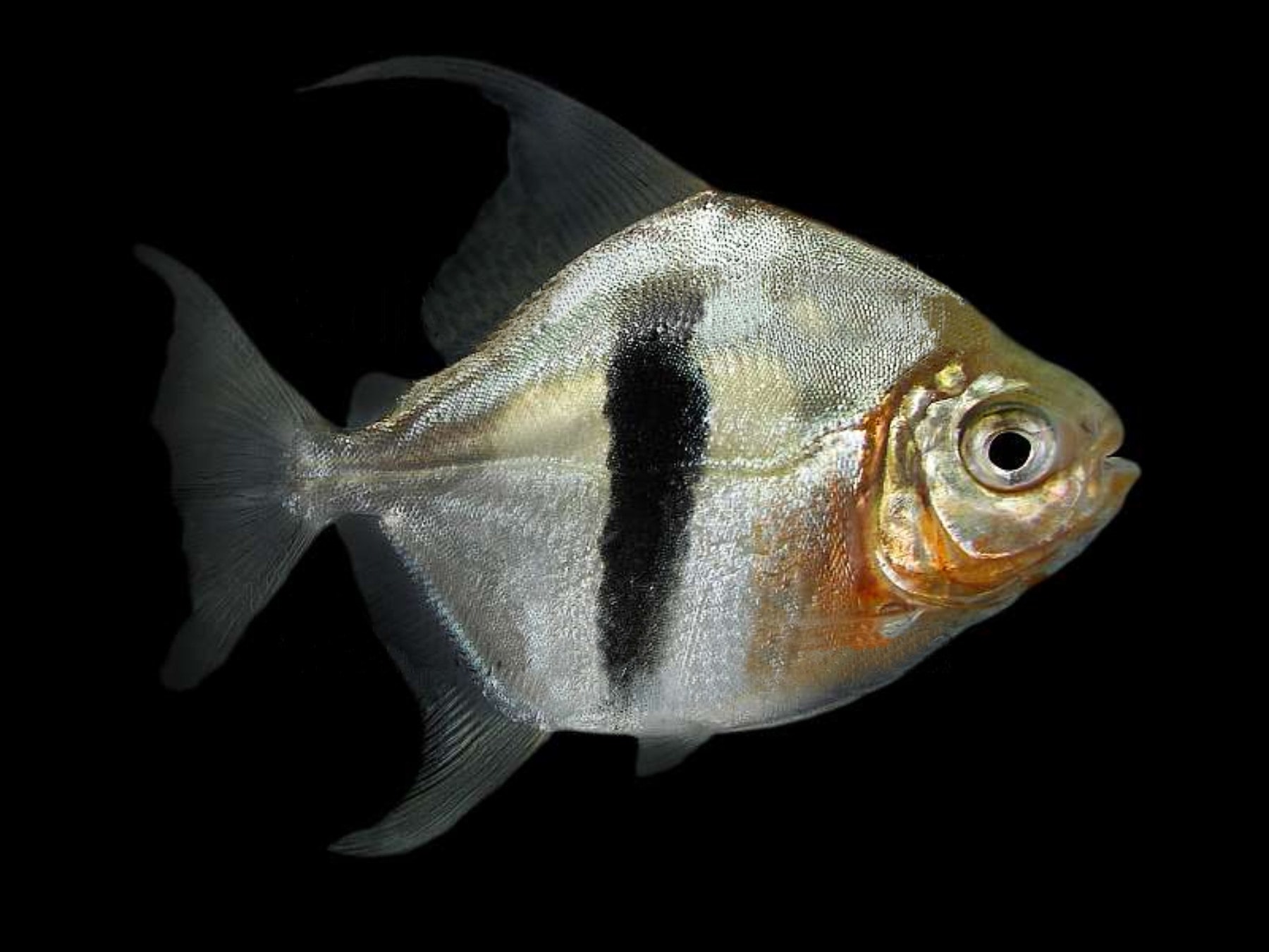 Piranha myleus schomburgkii