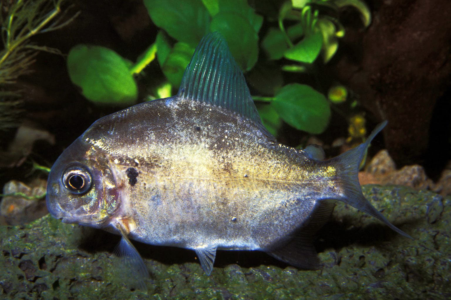 Piranha ossubtus