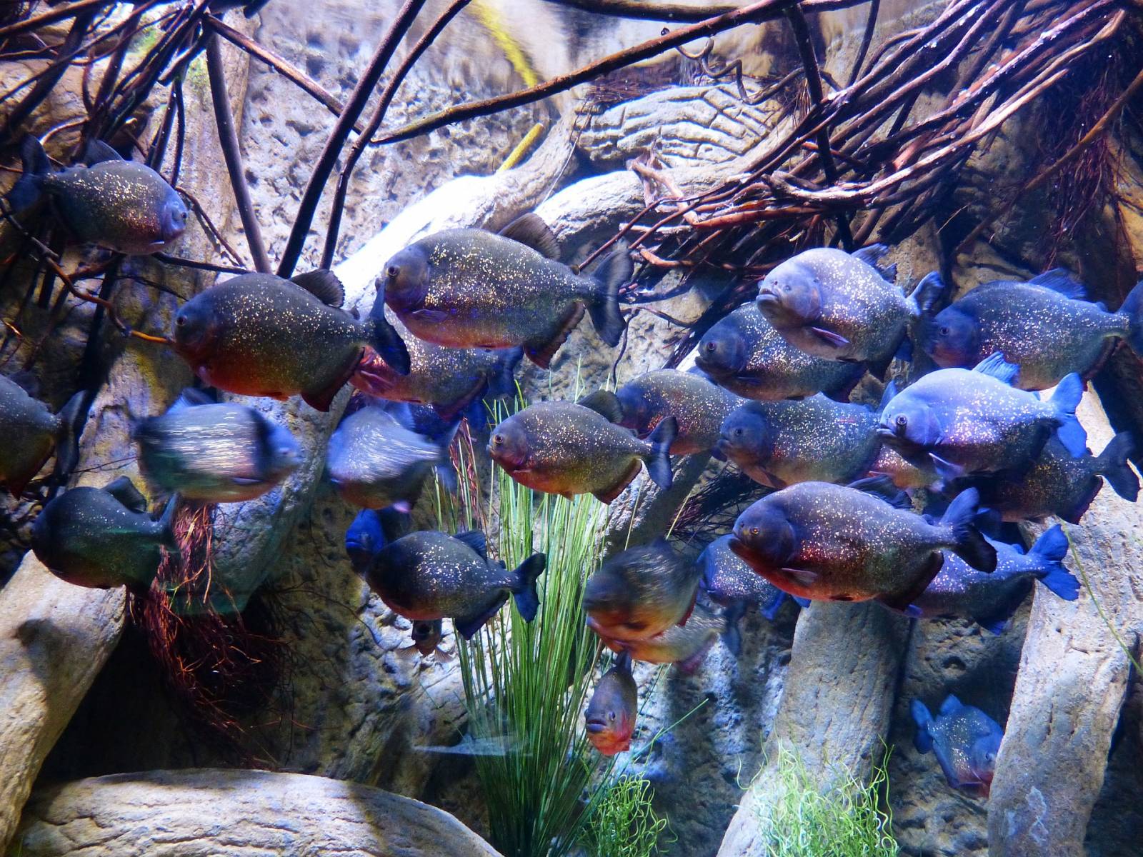 La specie di piranha