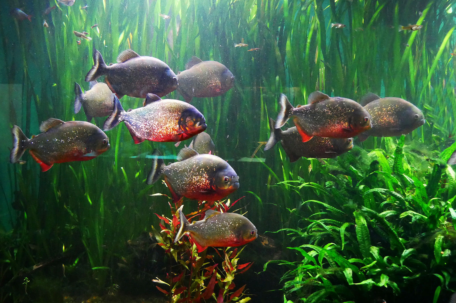 L'habitat del piranha